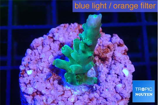 Acropora green purple tip 2-3 cm WYSIWYG acclimaté