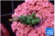 Acropora green purple tip 2-3 cm WYSIWYG acclimaté