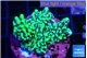 Montipora incredible hulk 2-3 cm WYSIWYG acclimaté