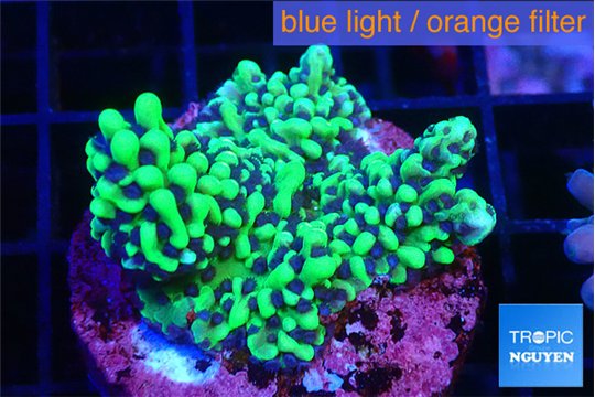 Montipora incredible hulk 2-3 cm WYSIWYG acclimaté