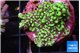 Montipora incredible hulk 2-3 cm WYSIWYG acclimaté