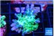 Acropora green blue ice Fijii 2-3 cm WYSIWYG acclimaté