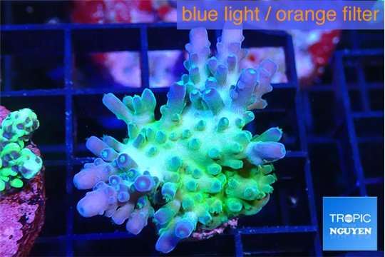 Acropora green blue ice Fijii 2-3 cm WYSIWYG acclimaté