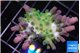 Acropora green blue ice Fijii 2-3 cm WYSIWYG acclimaté