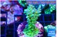 Acropora green blue ice Fijii 2-3 cm WYSIWYG acclimaté