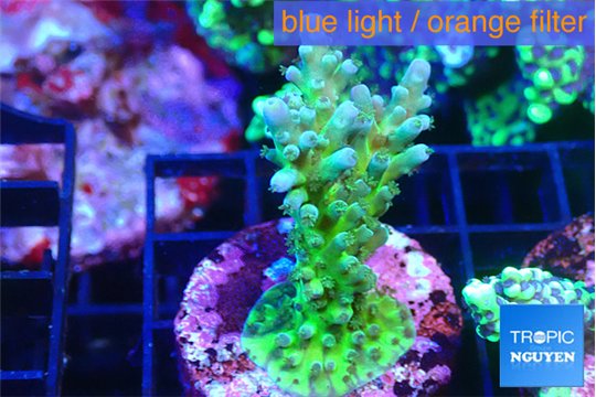 Acropora green blue ice Fijii 2-3 cm WYSIWYG acclimaté