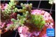 Acropora green blue ice Fijii 2-3 cm WYSIWYG acclimaté
