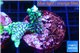 Montipora incredible hulk 2-3 cm WYSIWYG acclimaté