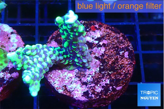 Montipora incredible hulk 2-3 cm WYSIWYG acclimaté