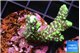 Montipora incredible hulk 2-3 cm WYSIWYG acclimaté