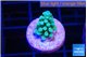 Acropora green blue 1-2 cm WYSIWYG acclimaté