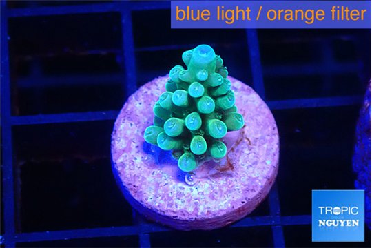 Acropora green blue 1-2 cm WYSIWYG acclimaté