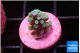 Acropora green blue 1-2 cm WYSIWYG acclimaté