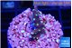 Acropora carduus green polyps deep water 2 cm WYSIWYG acclimaté