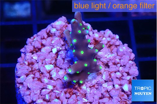 Acropora carduus green polyps deep water 2 cm WYSIWYG acclimaté
