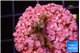 Acropora carduus green polyps deep water 2 cm WYSIWYG acclimaté