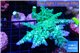 Acropora green blue ice Fijii 4-6 cm WYSIWYG acclimaté