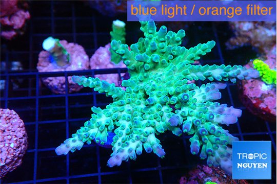 Acropora green blue ice Fijii 4-6 cm WYSIWYG acclimaté