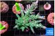 Acropora green blue ice Fijii 4-6 cm WYSIWYG acclimaté
