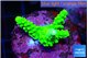 Acropora neon green 2-3 cm WYSIWYG acclimaté