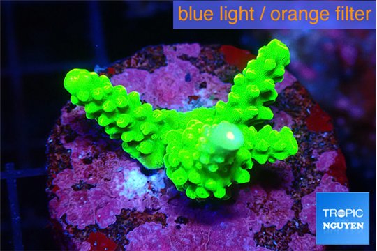 Acropora neon green 2-3 cm WYSIWYG acclimaté