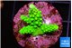 Acropora neon green 2-3 cm WYSIWYG acclimaté
