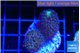Montipora purple & blue polyps 3-4 cm WYSIWYG acclimaté
