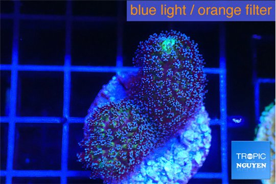 Montipora purple & blue polyps 3-4 cm WYSIWYG acclimaté