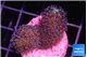 Montipora purple & blue polyps 3-4 cm WYSIWYG acclimaté