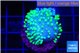 Sarcophython full neon green polyps Australia 1-2 cm WYSIWYG acclimaté
