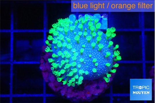 Sarcophython full neon green polyps Australia 1-2 cm WYSIWYG acclimaté