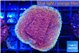 Montipora purple & blue polyps 3-4 cm WYSIWYG acclimaté