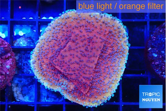 Montipora purple & blue polyps 3-4 cm WYSIWYG acclimaté