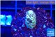Acropora lavender 1-2 cm WYSIWYG acclimaté