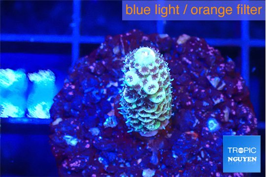 Acropora lavender 1-2 cm WYSIWYG acclimaté