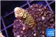 Acropora lavender 1-2 cm WYSIWYG acclimaté