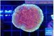 Montipora purple & blue polyps 3-4 cm WYSIWYG acclimaté