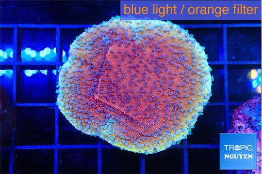 Montipora purple & blue polyps 3-4 cm WYSIWYG acclimaté