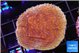 Montipora purple & blue polyps 3-4 cm WYSIWYG acclimaté
