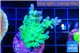 Acropora green blue ice Fijii 2-3 cm WYSIWYG acclimaté