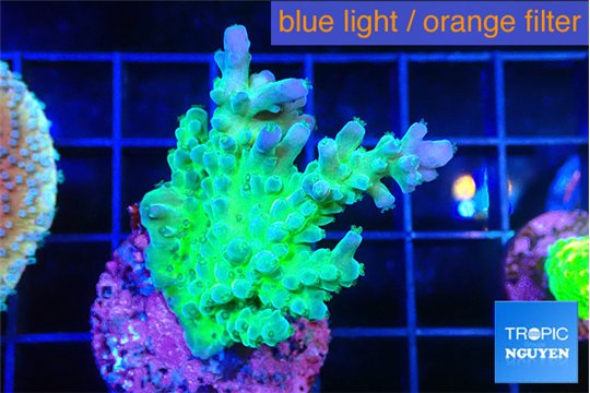 Acropora green blue ice Fijii 2-3 cm WYSIWYG acclimaté