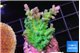 Acropora green blue ice Fijii 2-3 cm WYSIWYG acclimaté