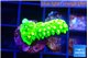 Acropora neon green 2-3 cm WYSIWYG acclimaté