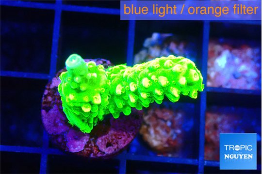 Acropora neon green 2-3 cm WYSIWYG acclimaté