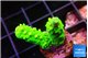 Acropora neon green 2-3 cm WYSIWYG acclimaté