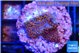 Montipora fruity 2 cm WYSIWYG acclimaté