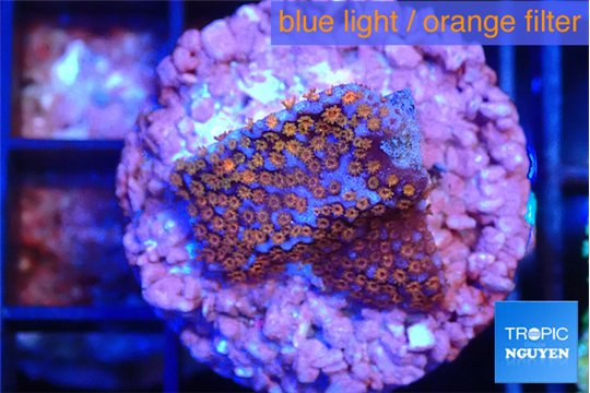 Montipora fruity 2 cm WYSIWYG acclimaté
