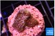 Montipora fruity 2 cm WYSIWYG acclimaté