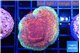 Montipora purple & blue polyps 3-4 cm WYSIWYG acclimaté