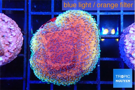 Montipora purple & blue polyps 3-4 cm WYSIWYG acclimaté